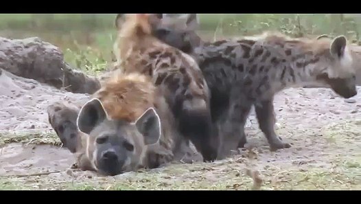 Discovery Channel - Animal Planet 2015 - Life cycle of a hyena
