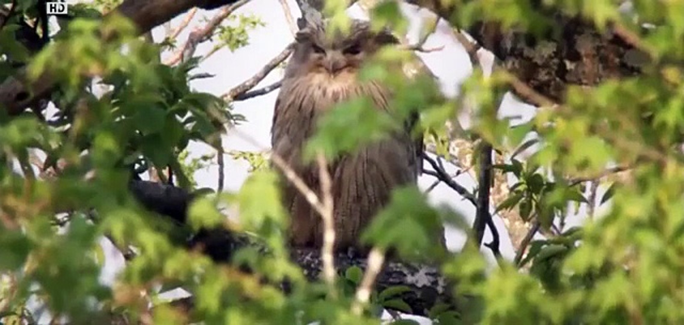 Discovery channel - Discovery Animals - Wild Russia The Secret Forest