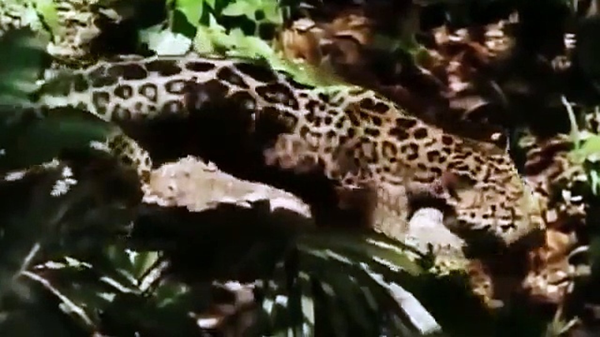 ⁣Discovery Channel || Discovery Channel Animals || Jaguar Documentary