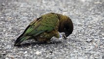 KEA the cheeky and comical alpine parrot - Franz Josef Glacier car park - New Zealand