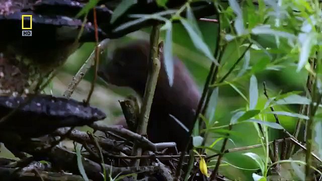 [National Geographic] Wild Russia: Primeval Valleys HD (Nature Documentary)