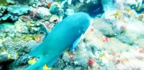 Discovery Animals - Animals Planet 2015 - Australia