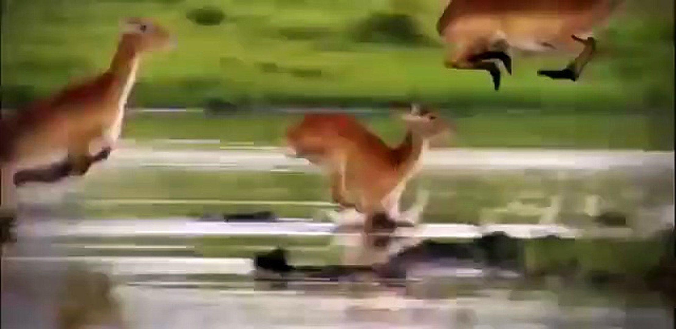 ⁣Discovery Animals - Animal Planet 2015 - Animals live on Desert