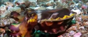Animals Planet 2015 - Discovery Animals - Discovery Octopus