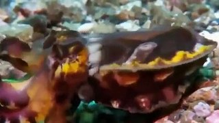 Animals Planet 2015 - Discovery Animals - Discovery Octopus