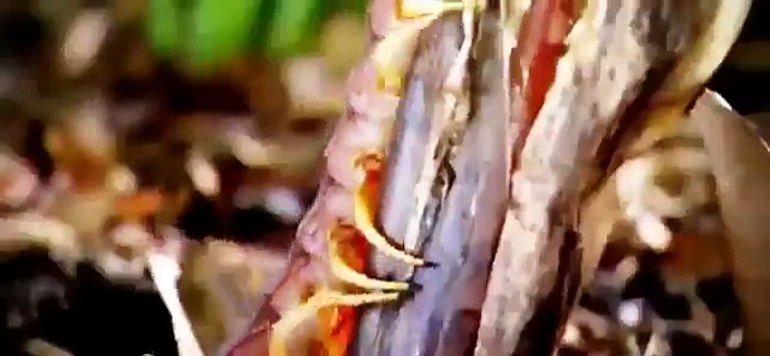 Discovery Animals - Discovery Channel - Fish Warrior Catfish Attack