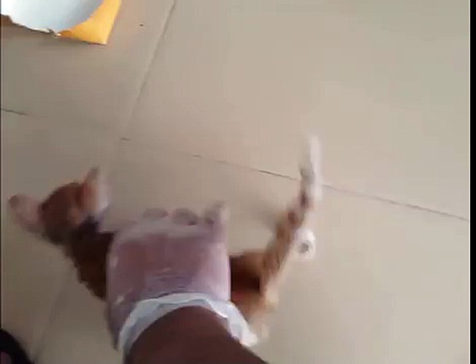 Rescued kitten Mano feeling much better - Day 4