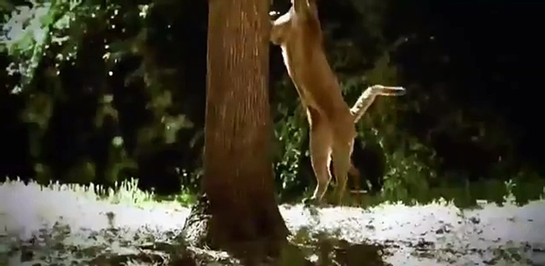 ⁣Discovery Animals - Animal Planet 2015 - Japan wildlife Nature
