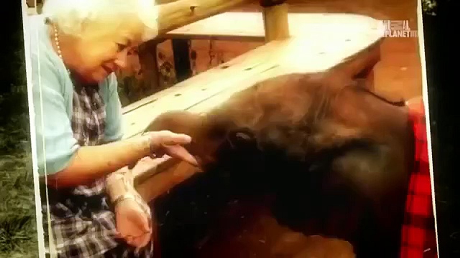 ⁣Animal Planet The Ape who went to college