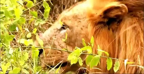 Discovery Animals - Animal Planet 2015 - Large animals in South America