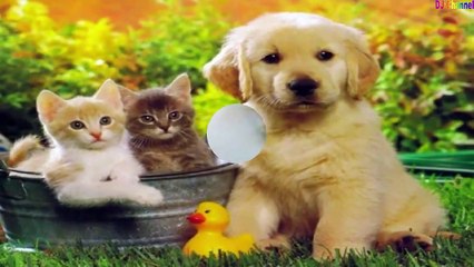 Hai chú cún con - Nhạc thiếu nhi vui nhộn hay nhất