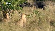 [Nat Geo Wild HD] Wild Botswana: Lion Brotherhood HD (Nature Documentary)