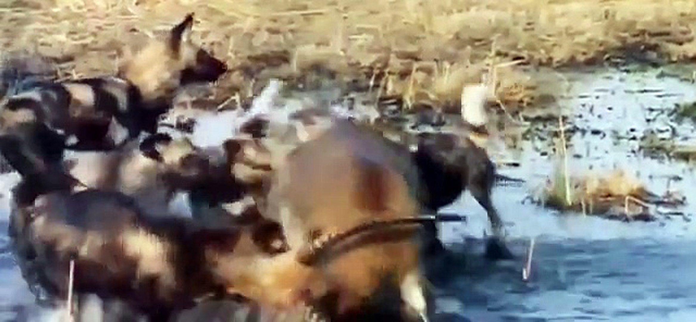 ⁣Discovery Animals - Animals Planet 2015 - Predators Wild Dogs