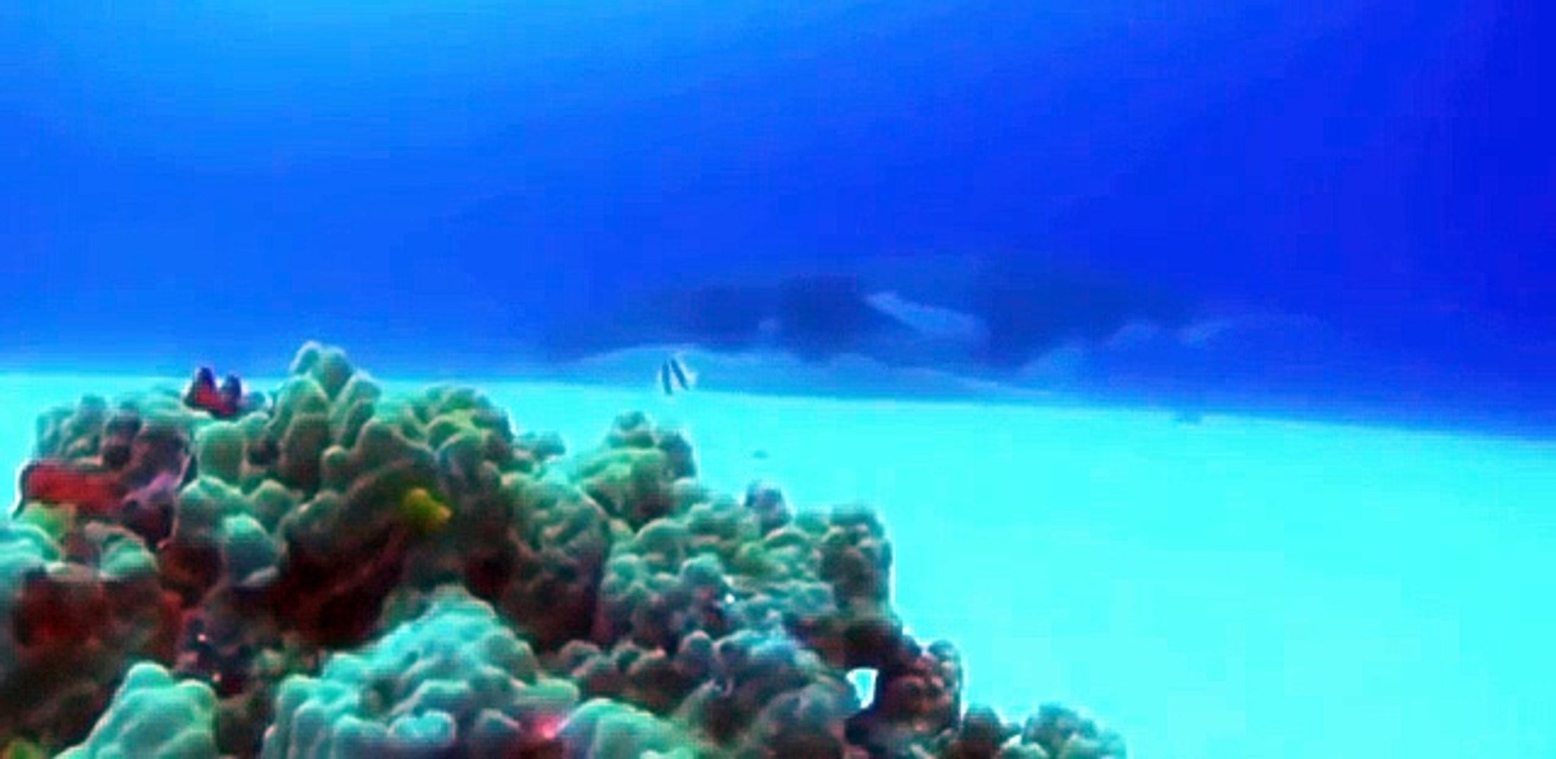 Discovery Deep Ocean - Animals Planet - Wildlife - Discovery channel