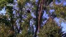 [Nat Geo Wild HD] American Bald Eagle HD (Nature Documentary)