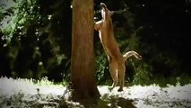 [Nat Geo Wild HD] Hyena: Bonecrusher Queen HD (Nature Documentary)