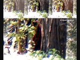 Paranormal Central™ Bigfoot Investigation Bigfoot is REAL 100%