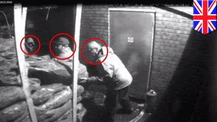 Holiday gangsters steal 190 Christmas trees from Manchester mini market