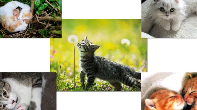 Con Mèo trèo cây Cau ♫ Ca nhạc thiếu nhi vui nhộn