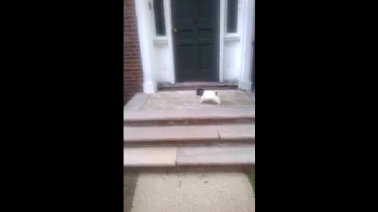 Un petit chiot descend des escaliers à sa façon