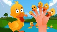 Five Little Ducks Finger Family | Finger Family Songs | Five Little Ducks Went Out One Day