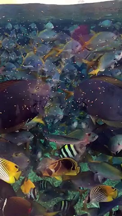 Fish Feeding - SloMo