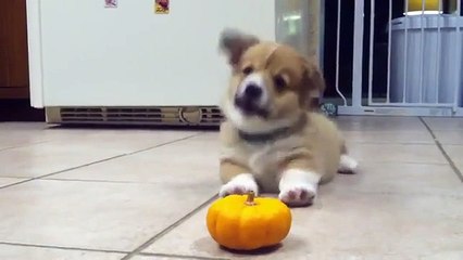 Наглая тыква