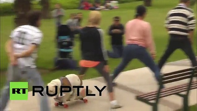 Бульдог-скейтбордист установил рекорд Гиннесса