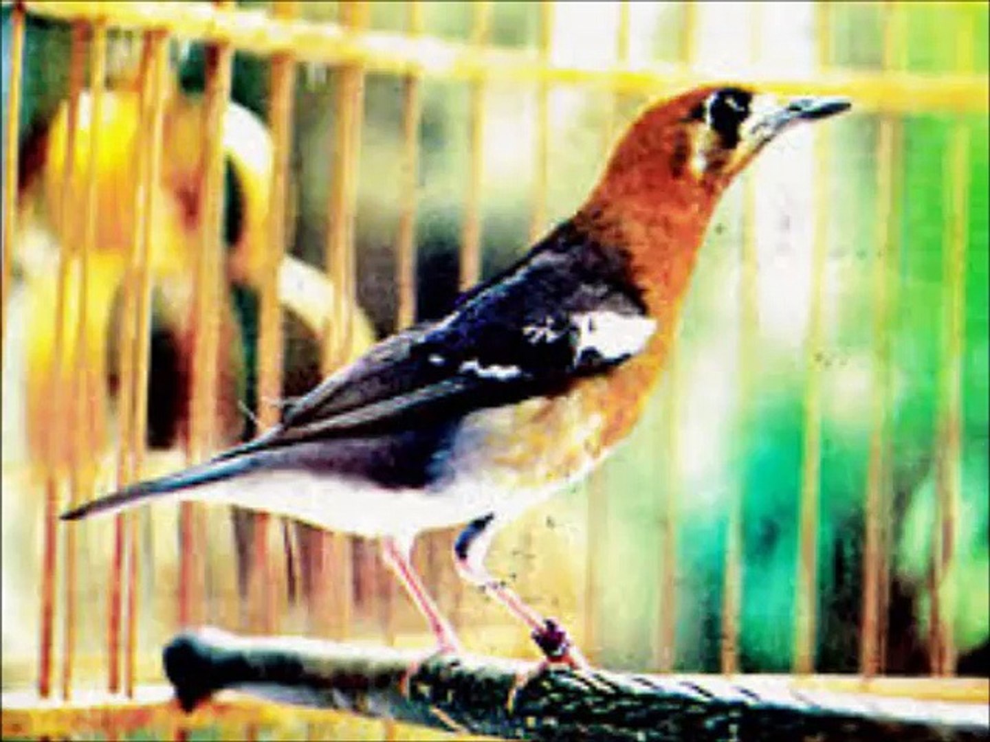 Suara Kicau Anis Cendana 2 Video Dailymotion