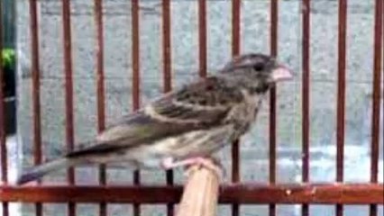 Suara Kicauan Burung blacksang