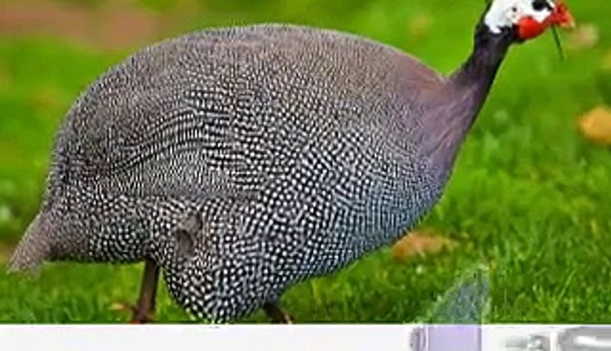 Watch some Guineas