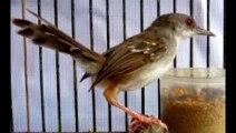 Suara Kicau Burung Ciblek Ngebren