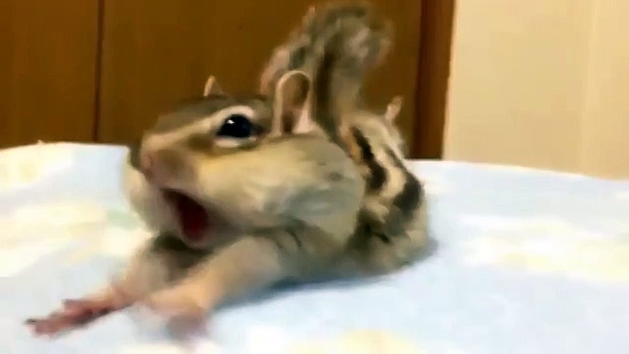 Самый няшный бурундучек на свете. Смотри!
