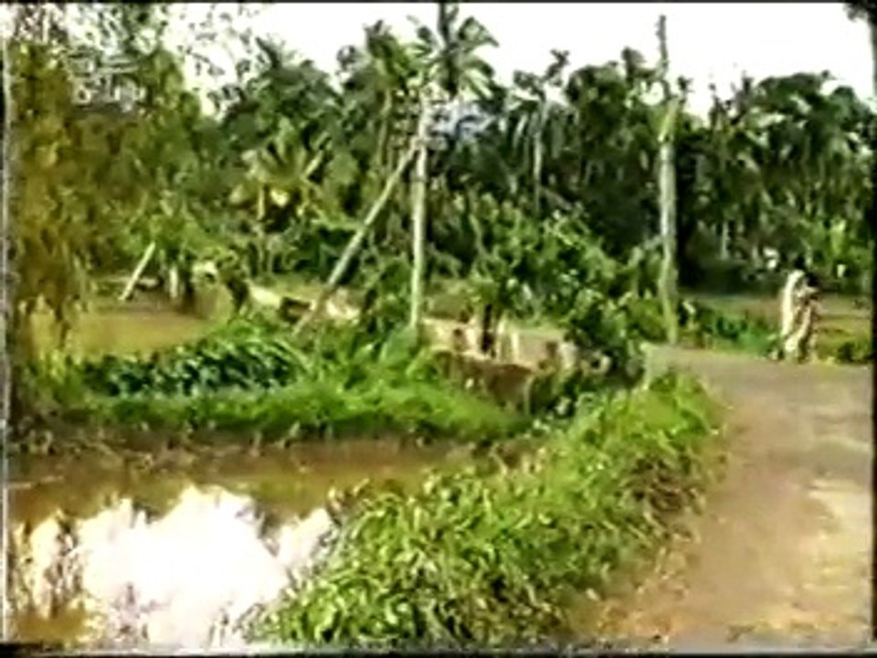 Patalevilla - 1.3