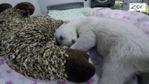 Un moment de pur bonheur pour cet ourson polaire avec sa peluche