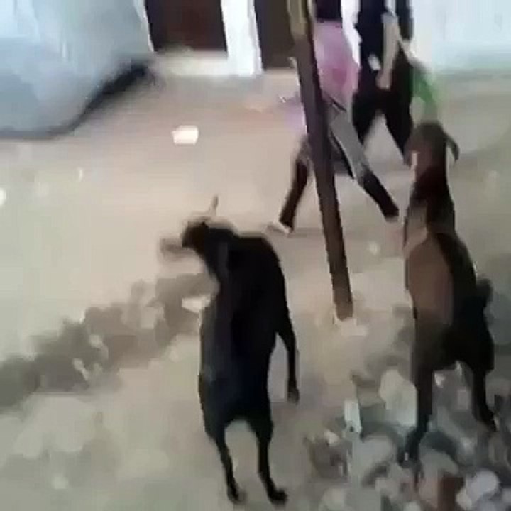 VID-funny.com