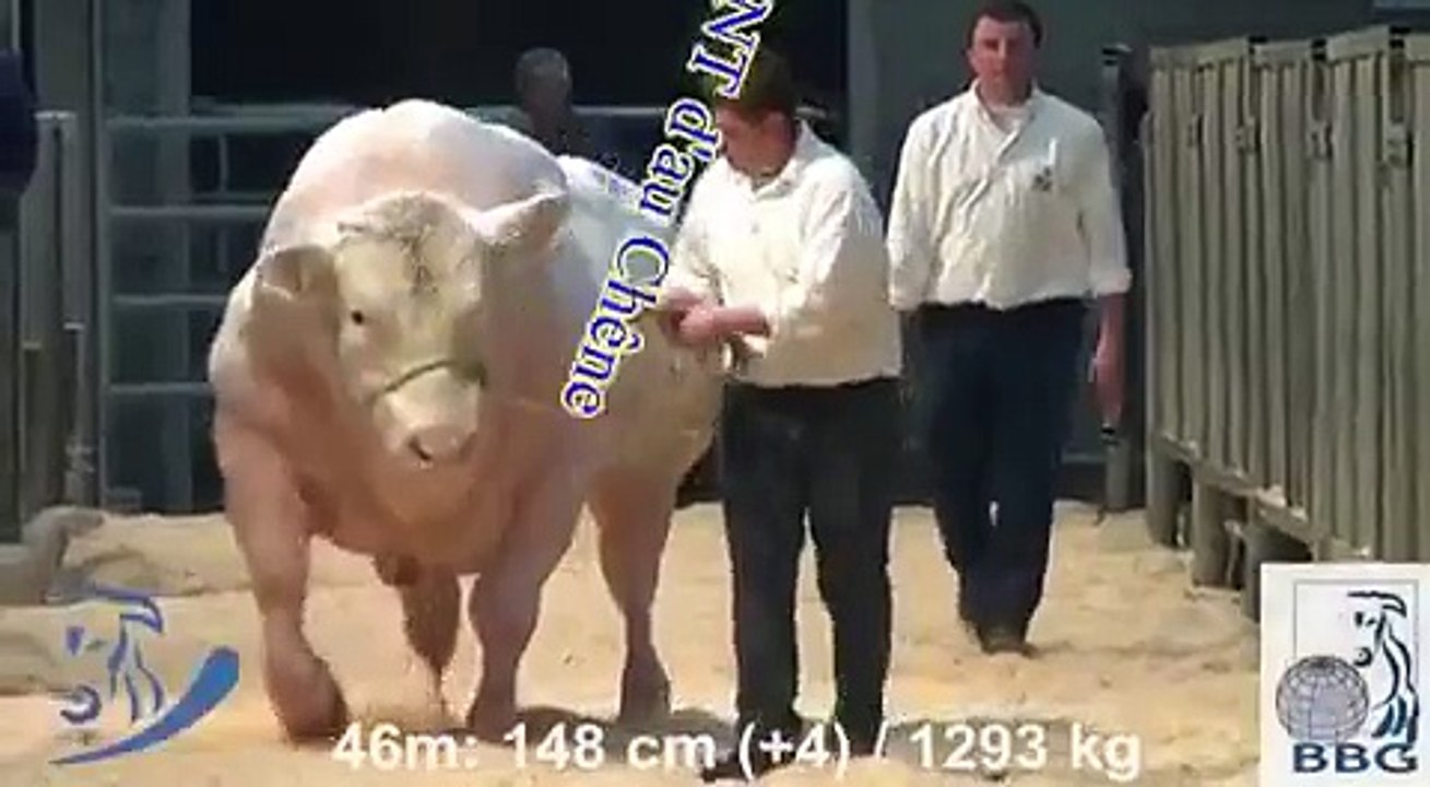 VID-funny.com