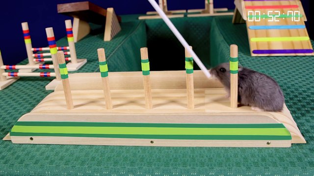 Course d'agility pour Hamster...