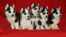 Забавные Щенки Хаски. Funny puppies Husky video