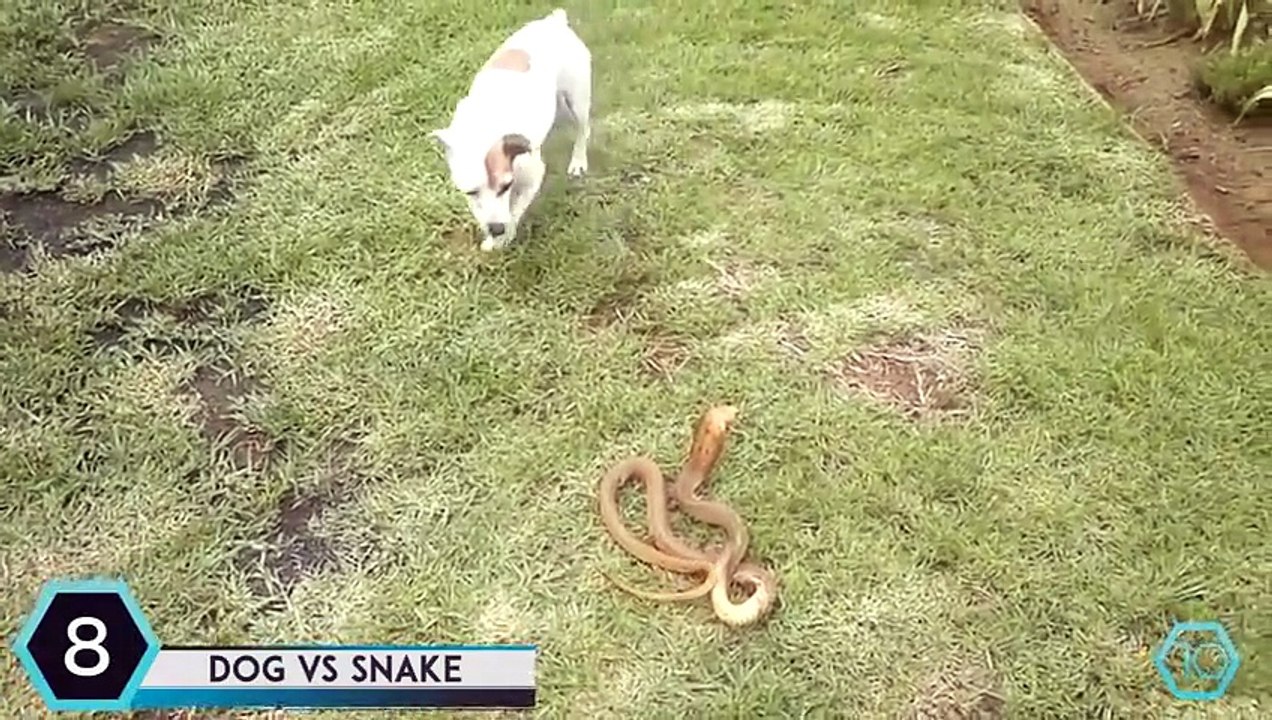 Top 10 Animals fights & Compilation HD