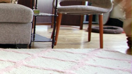 Un chat et un chien profitent de l'absence de leur maîtresse pour règler leur compte