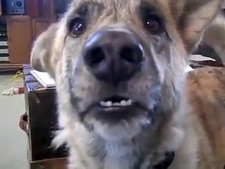 کوی اتنی اچھی انگلش بول سکتا ھے