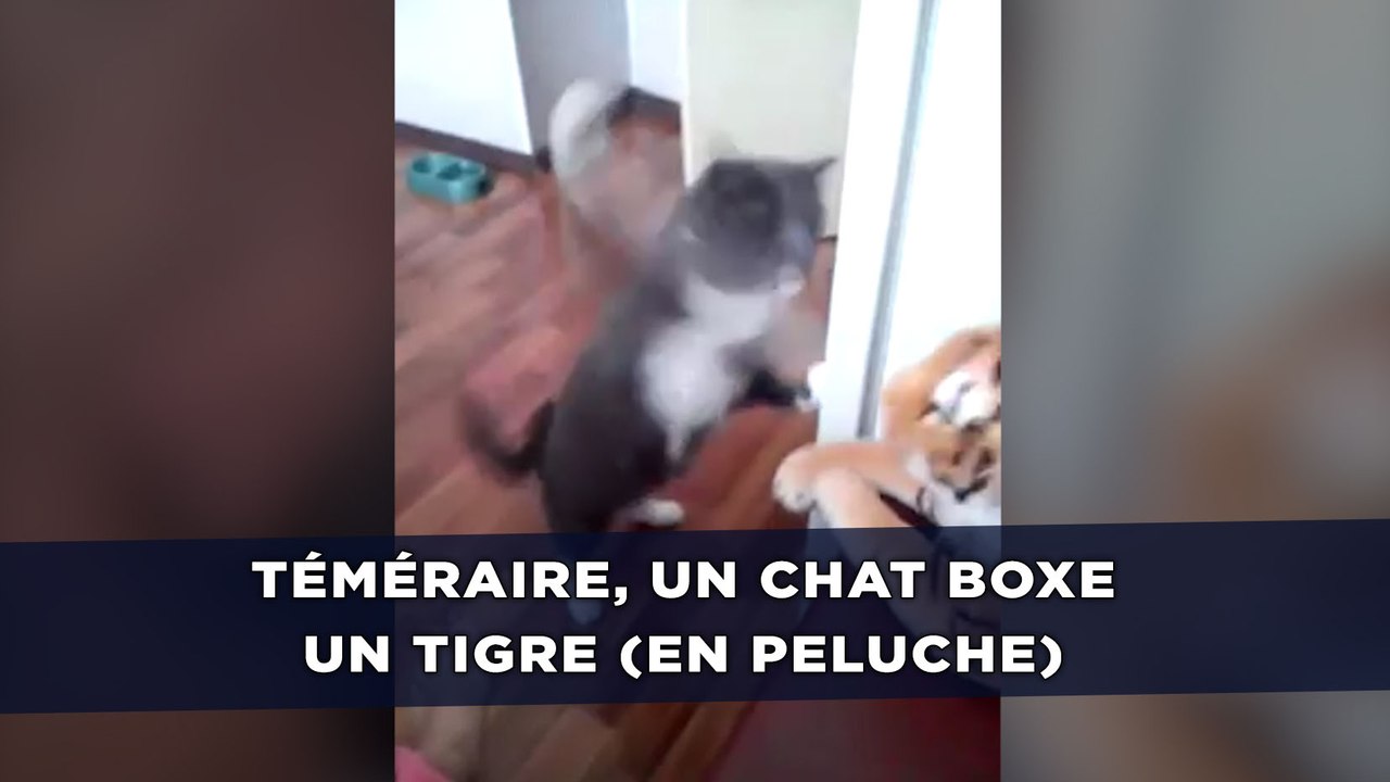 Téméraire, un chat boxe un tigre (en peluche)