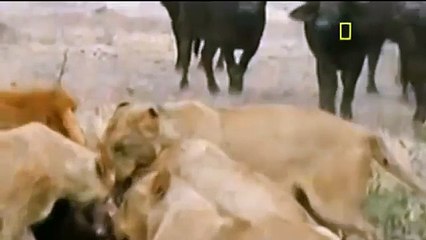 group of buffalo finish lions Unbelievable video footage