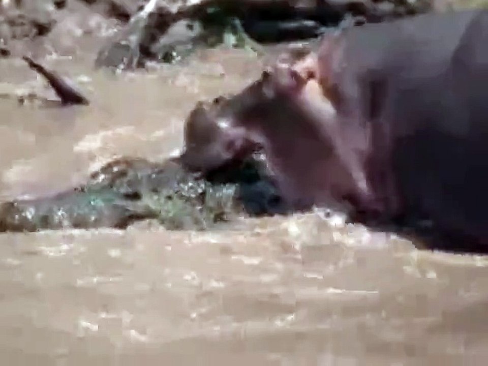 Hippo vs Crocodile Dramatic action on Water