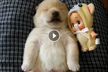This Video Of An Adorable Puppy Dreaiming Will Melt Your Heart