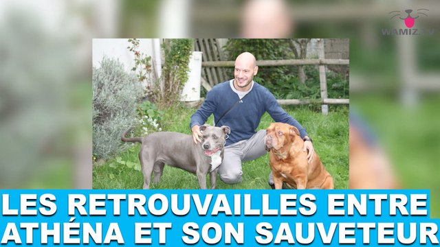 Les retrouvailles entre Athéna et son sauveteur! L'émouvante histoire dans la minute chien #69