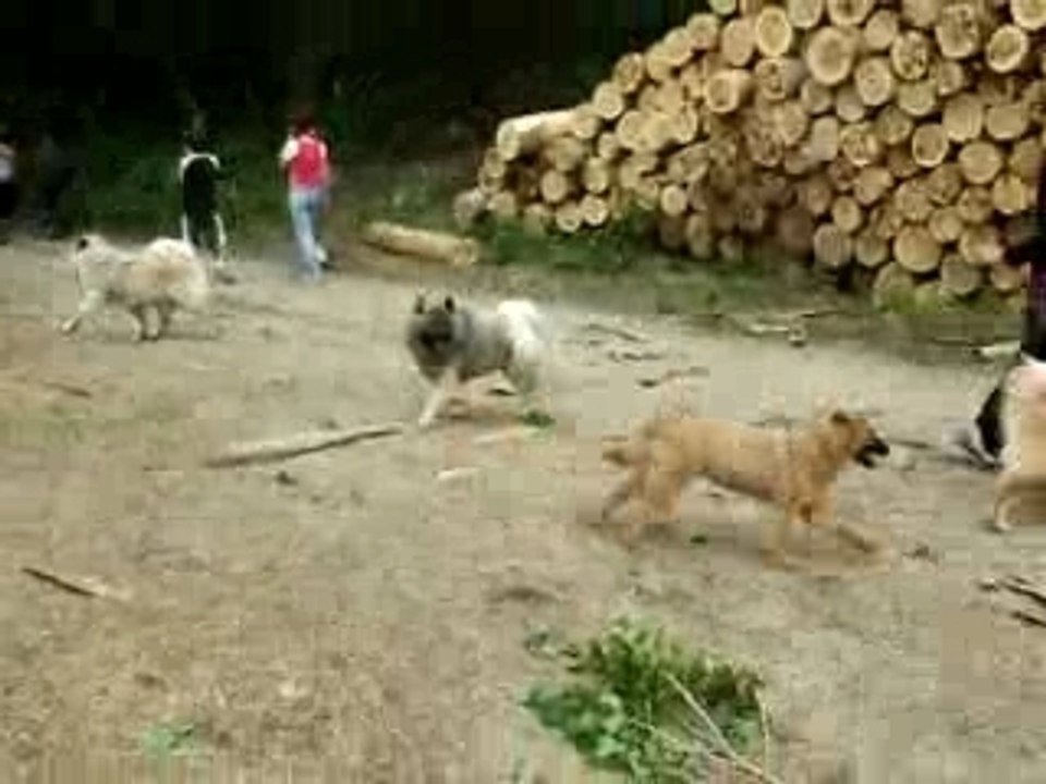 Rencontre Eurasier n° 2