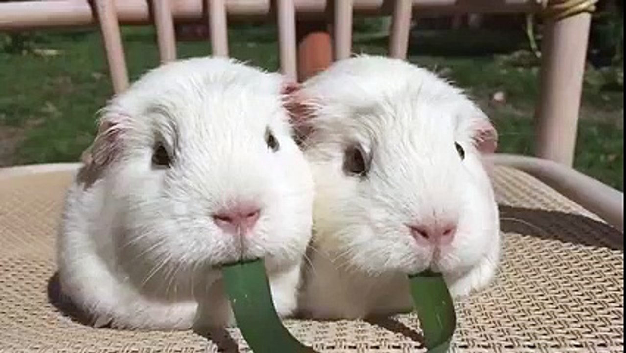 BEAUTIFUL RABBIT