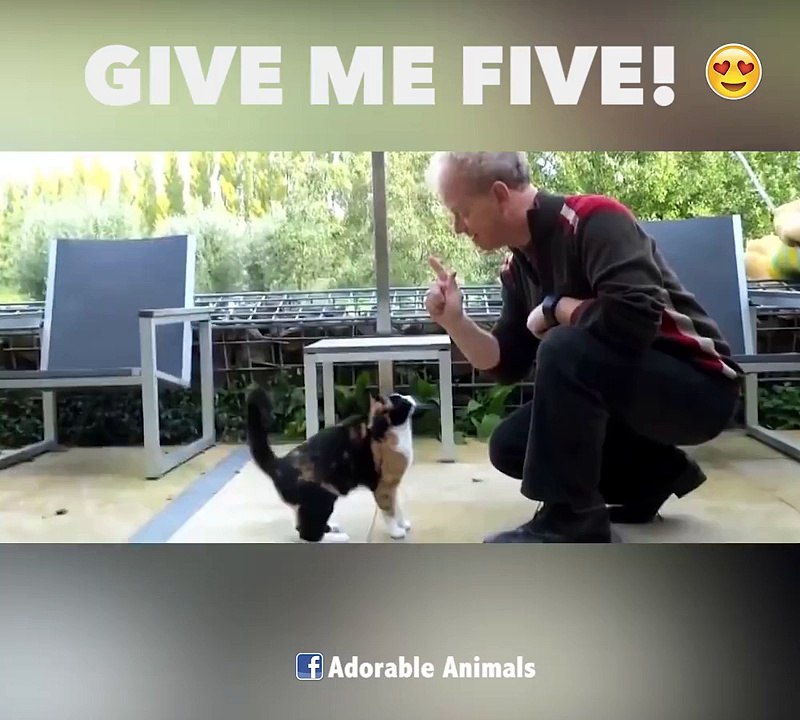 Hey Minou tape m'en cinq!!! Compilation de Give me Five de chats